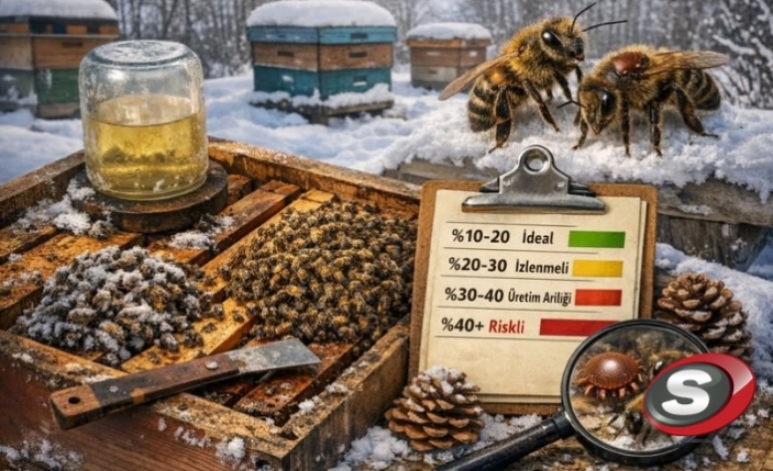 Arıcılıkta Damızlık Seçimi: Kış Nüfus Kaybı Kaç Olmalı?